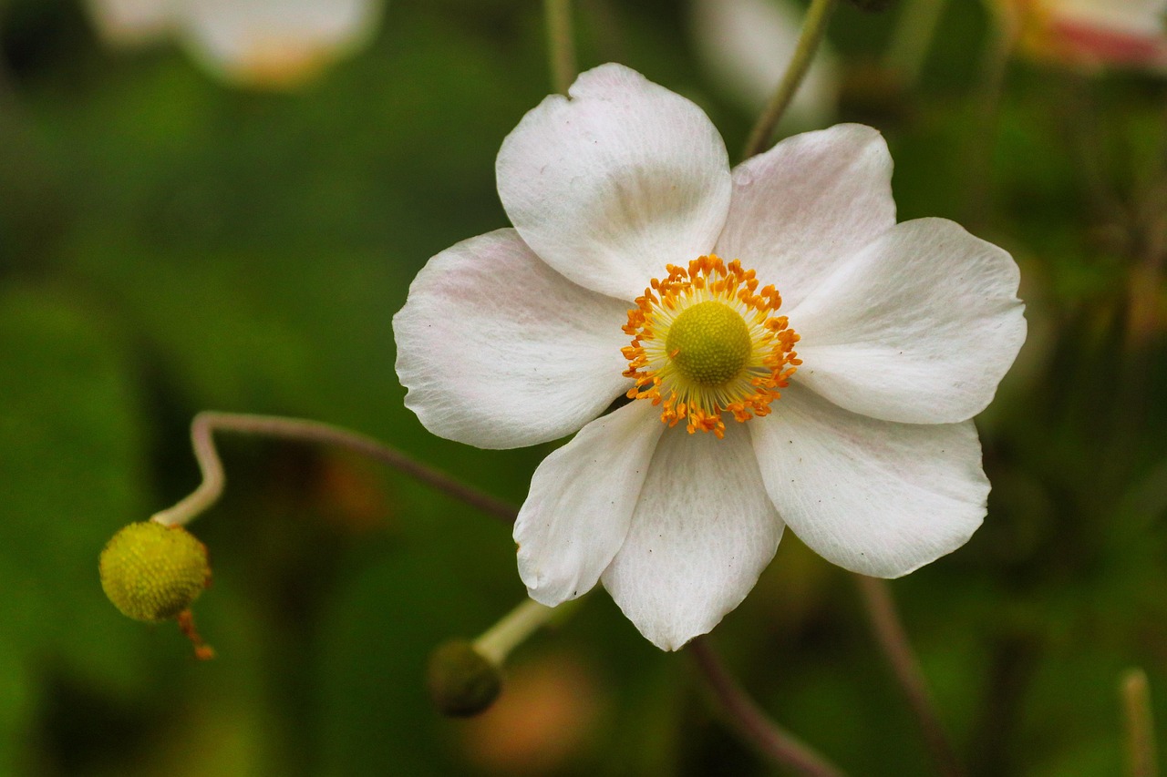 Download free HD stock image of Japanese Anemone Flower.