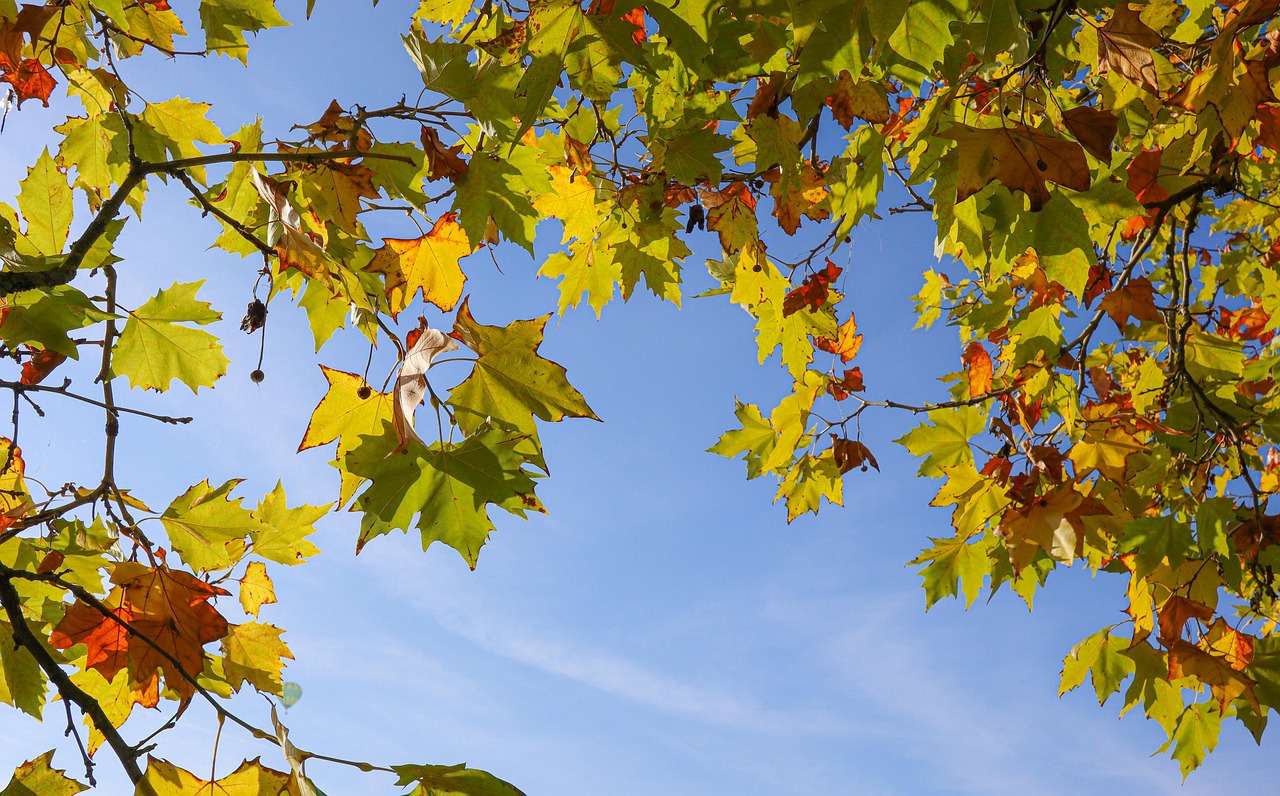 枫叶 分行 落下 - Pixabay上的免费照片 - Pixabay