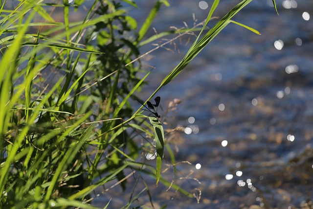 Free Nature Grass photo and picture