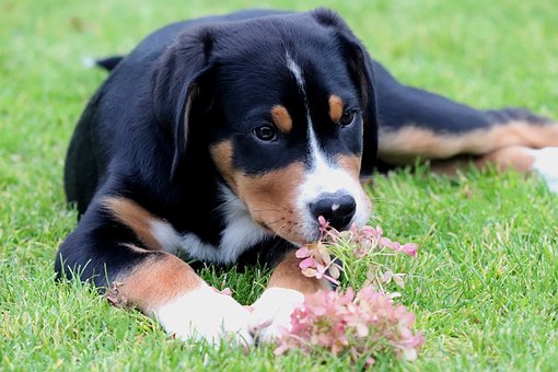 Free Dog Puppy photo and picture