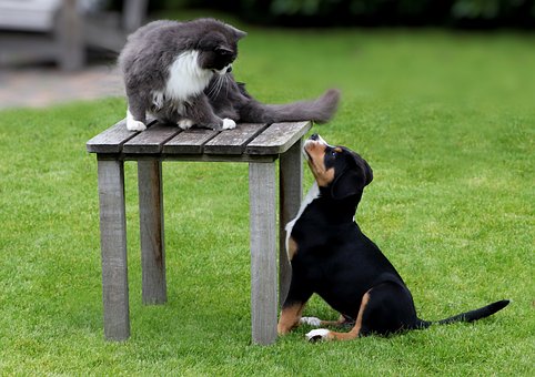 Free Cat Dog photo and picture