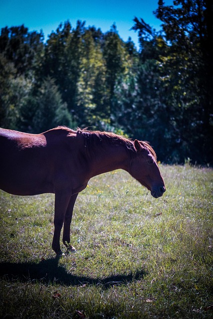 Cavalo, Égua, Natureza, Retrato