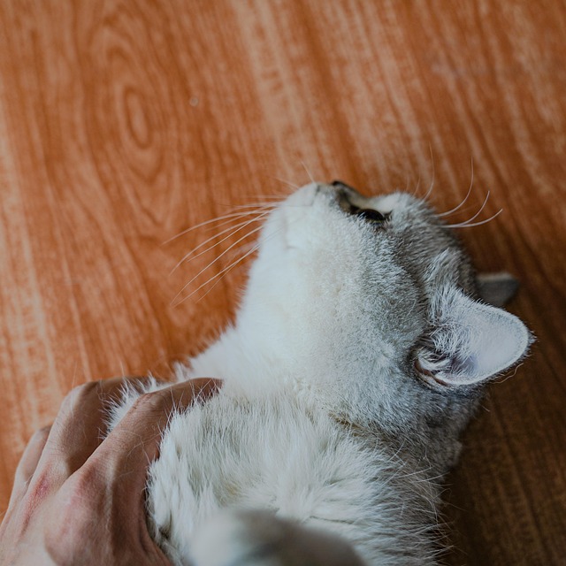 Gato, Bicho De Estimação, Felino, Animal