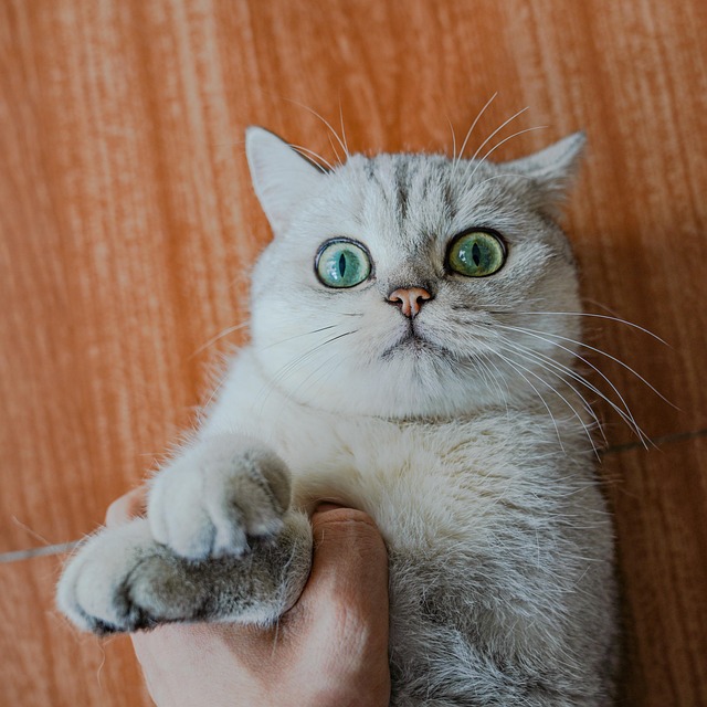 Gato, Bicho De Estimação, Animal, Felino