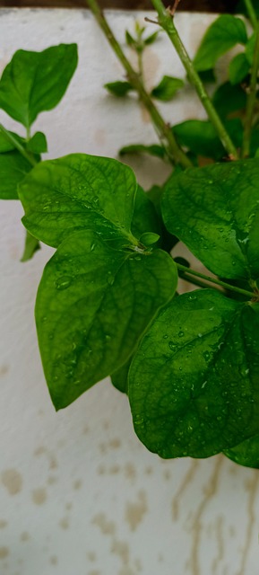 Free Nature Leaves photo and picture