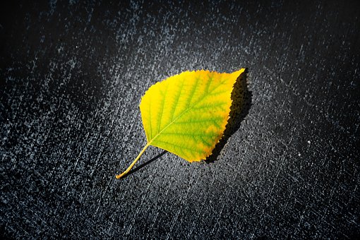 Herfst, Blad, Geel, Bladeren