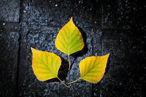 Herfst, Bladeren, Gebladerte