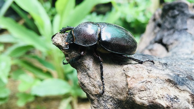 Simp Insect Insect Entomology Species Siamese - Free photo on Pixabay - Pixabay