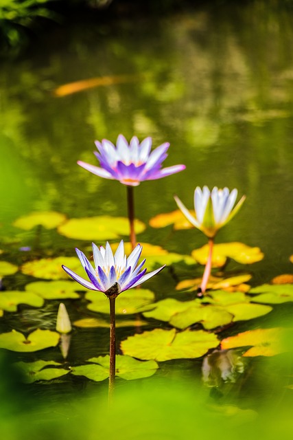 Lotus, Paarse Bloemen, Bloemen