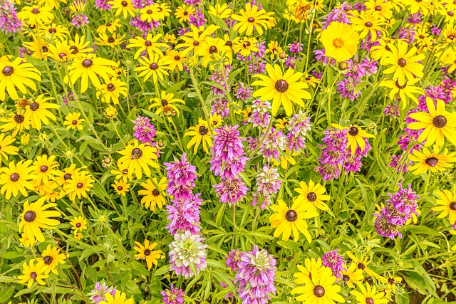 Blomster, Kongeblomster, Rudbeckia