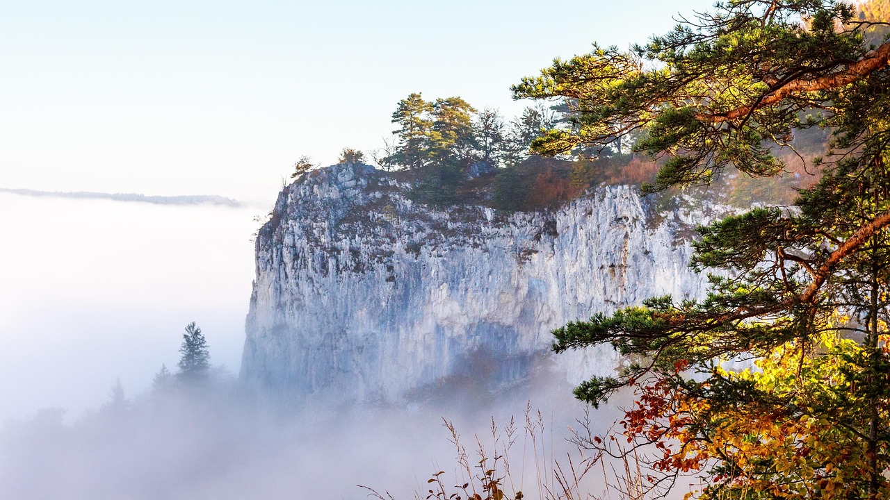 Forest - free online jigsaw puzzle photo