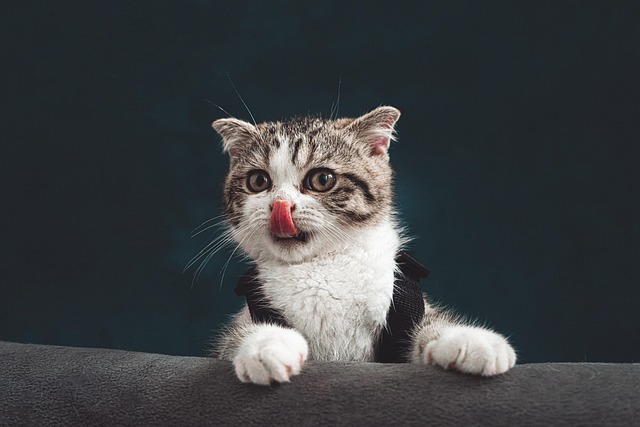 Free Cat Kitten photo and picture Free Cat Kitten photo and picture