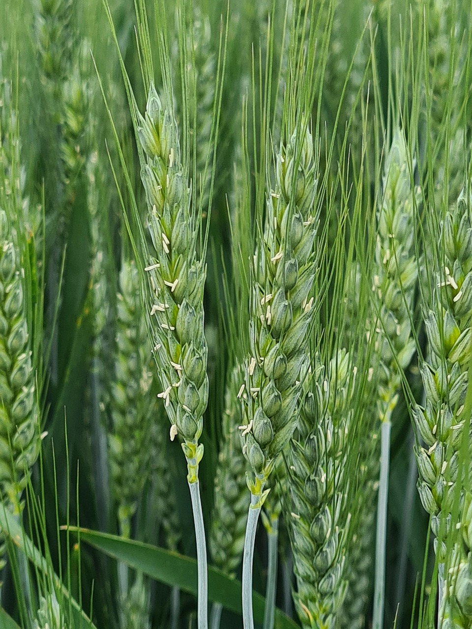 Wheat Field Agriculture Free Photo On Pixabay Pixabay news-von-den-anvertrauten-pfunden-pfarrer-vermehrt-geld-mit