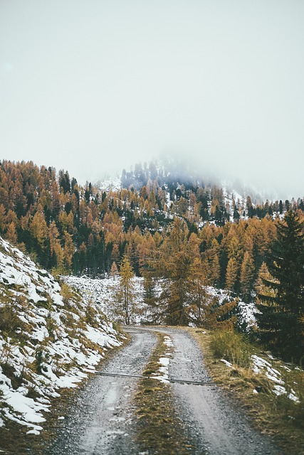Free Forest Mountains photo and picture