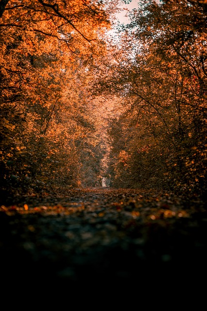 Free Forest Sunset photo and picture