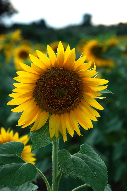 Floare, Floarea Soarelui, Bloom
