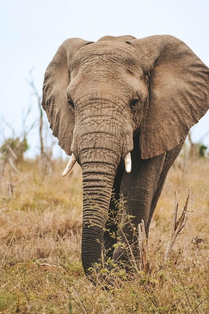 Free Elephant Animal photo and picture