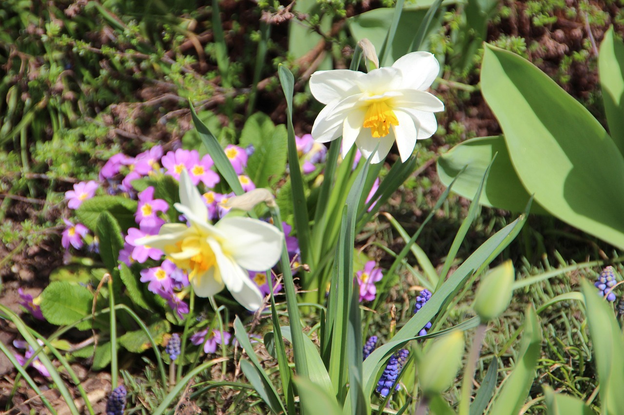 Daffodils Flowers Garden White Free photo on Pixabay Pixabay