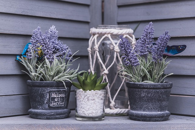 Free Flowers Pot Plants photo and picture