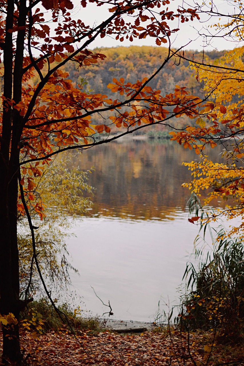 River Forest Autumn - Free photo on Pixabay - Pixabay