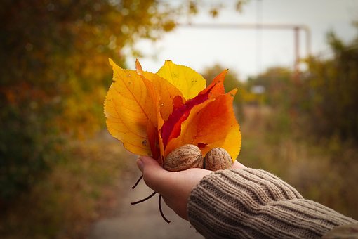Free Autumn Leaves photo and picture