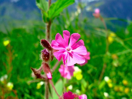 Free Pink Flower photo and picture