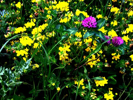 Free Lawn Flowers photo and picture