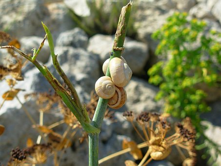 Free Snails Snail photo and picture
