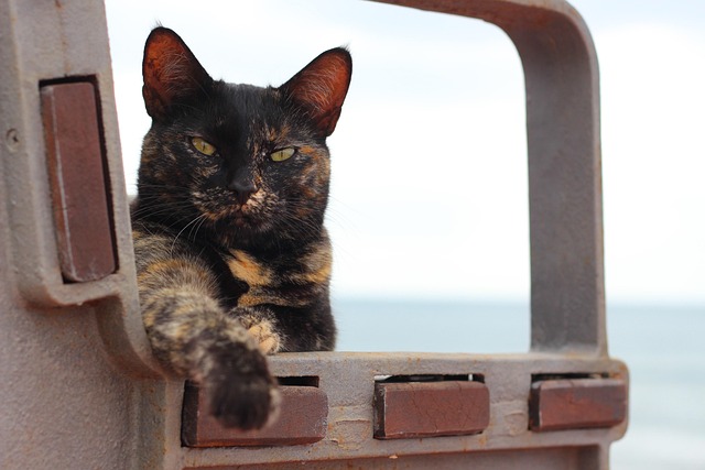 Katze, Haustier, Katzenartig, Tier, Pelz