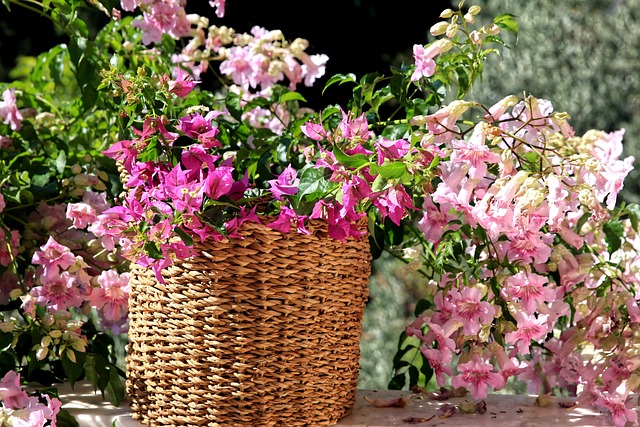 Blomster, Dekoration, Blomstre, Blomst