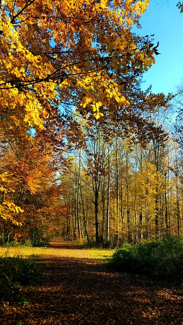 Otoño, Sale De, Bosque, Naturaleza