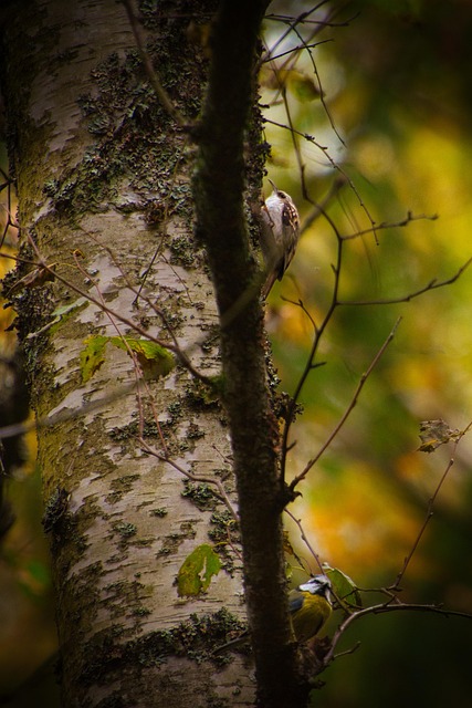 Free Autumn Bird photo and picture