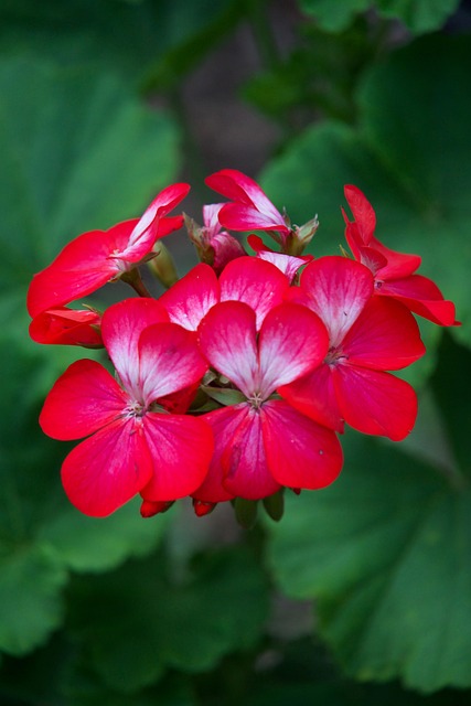 Bunga-Bunga Bloom Botani - Foto gratis di Pixabay - Pixabay
