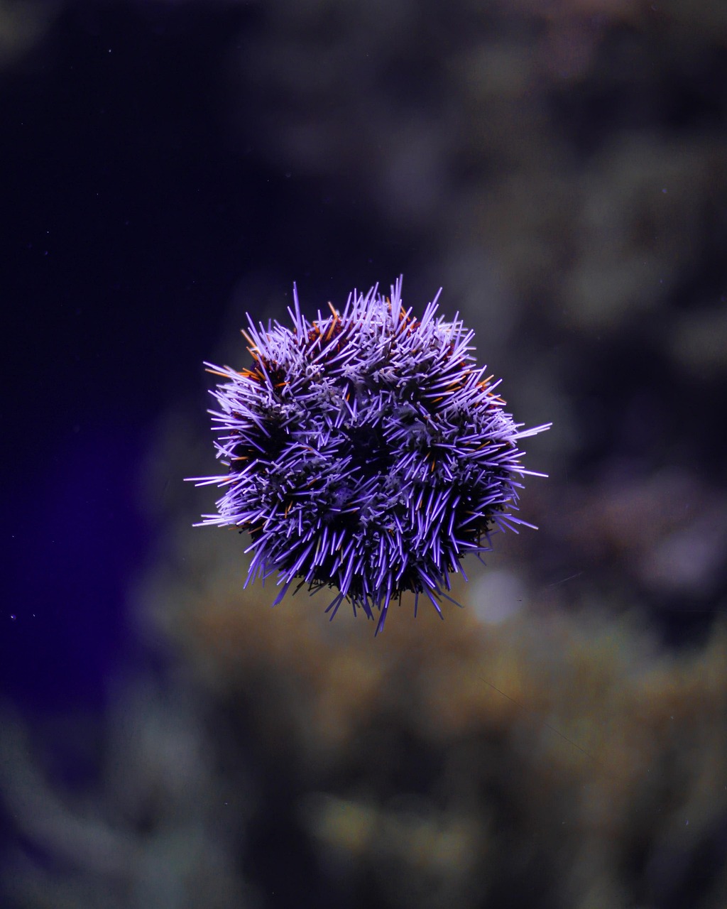 100 多张免费的“Sea Urchins”和“海胆”照片 - Pixabay