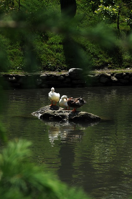 Rațe, Păsări, Lac, Waterfowls