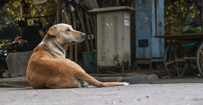 Free Dog Pet photo and picture