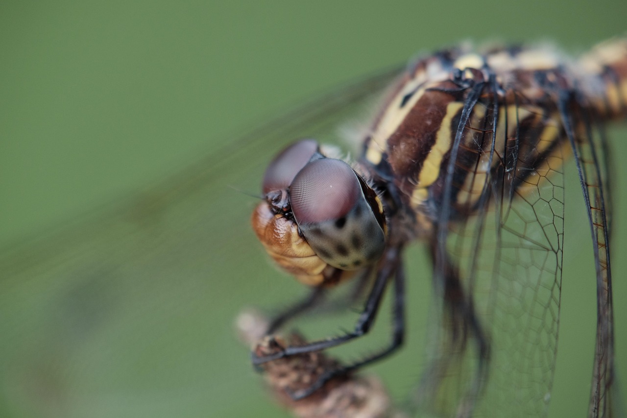 Dorofly Insect Dragonfly Insect Entomology - Free photo on Pixabay