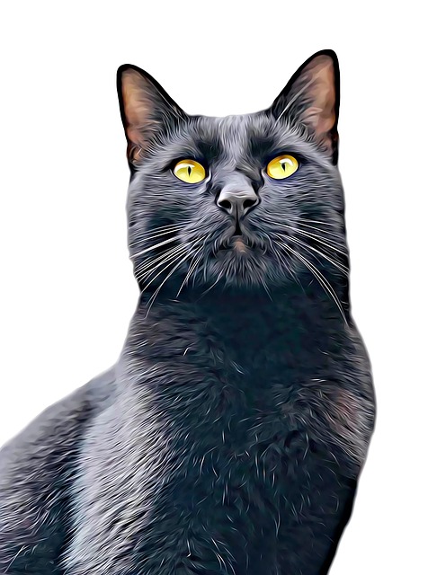 Gato Preto, Gato, Animal, Retrato