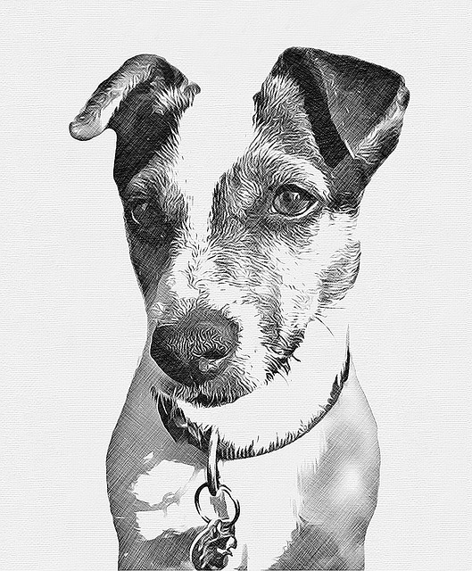 Jack Russell Terrier