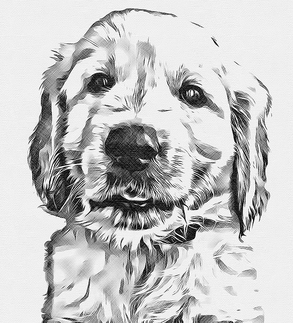Retriever Dourado, Cachorro, Animal