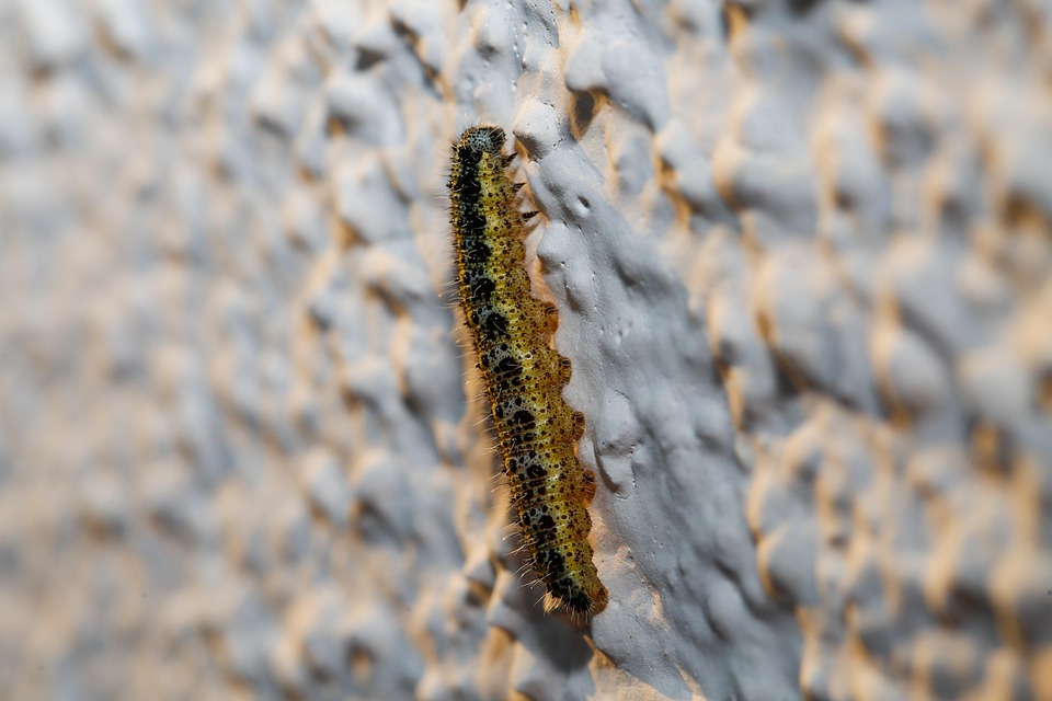 Kater Insect Insect Caterpillar Entomology - Free photo on Pixabay - Pixabay