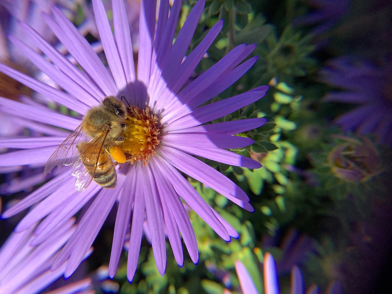 Bee Aster Pollination Purple Free photo on Pixabay Pixabay