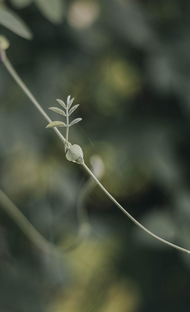 Free Grass Tree photo and picture
