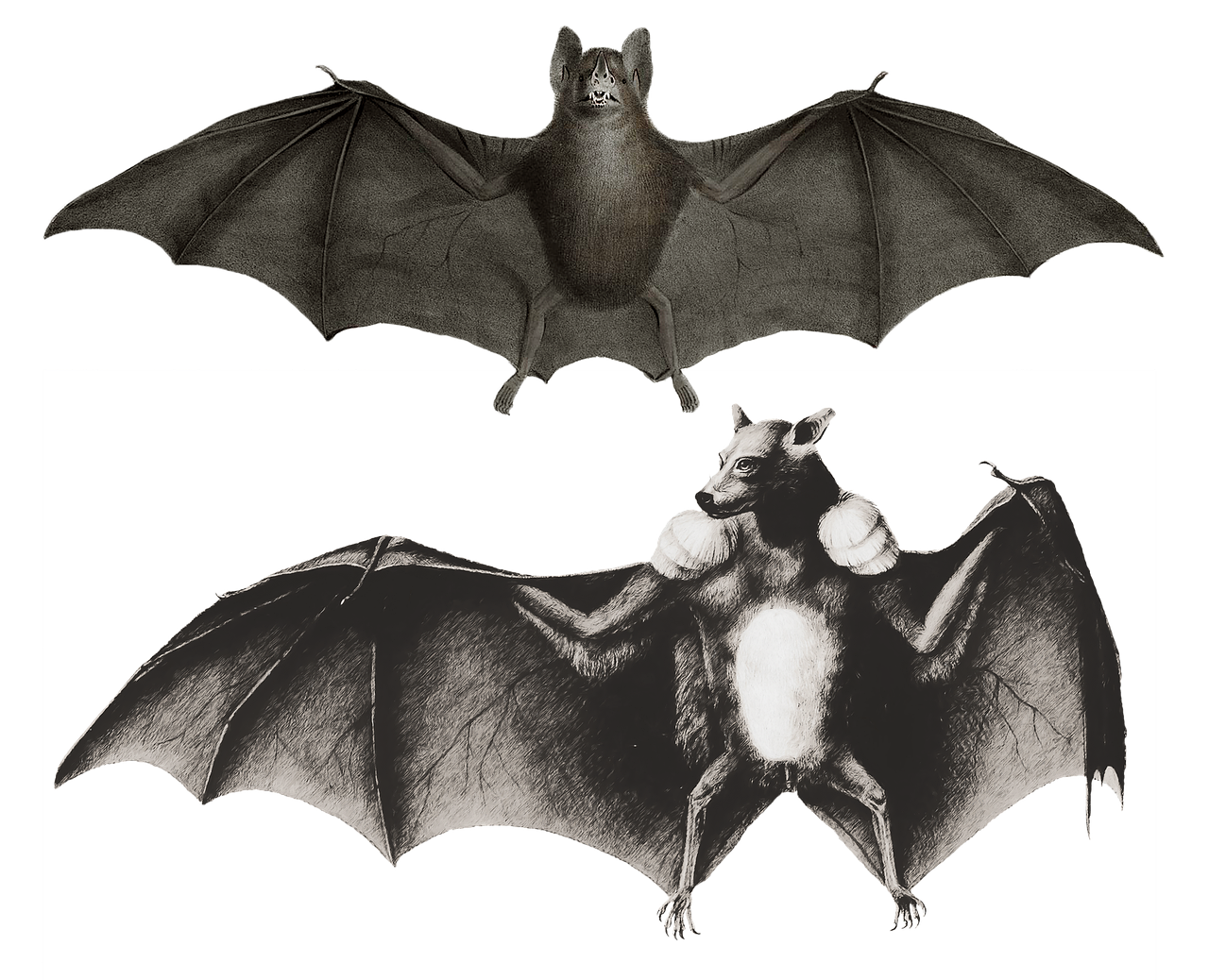 100+ Free Bat Wing & Bat Images - Pixabay