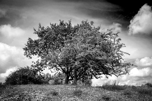 Free Tree Blackwhite photo and picture