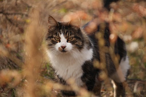 Free Animal Pet photo and picture