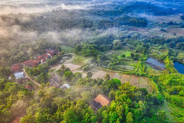 Free Green Trees In High-Angle Photo Footage photo and picture