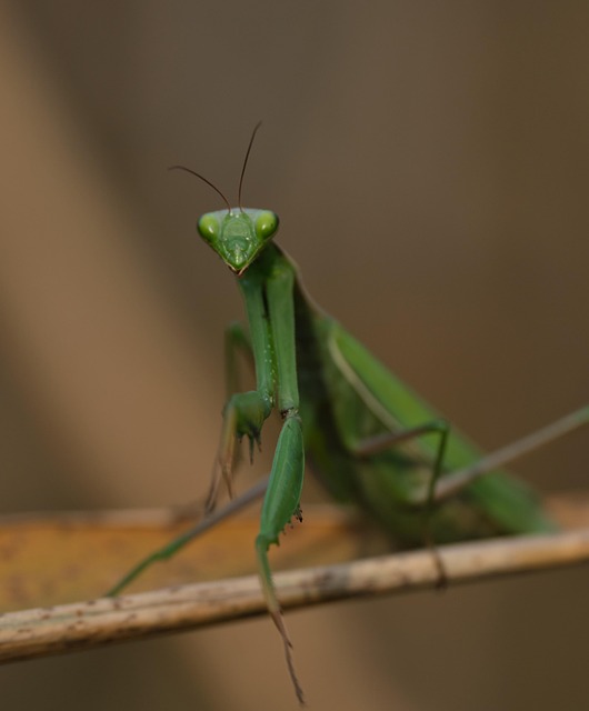 Insect Mantis Entomology - Free photo on Pixabay