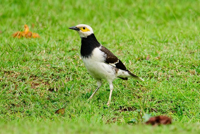 Free Bird Avian photo and picture