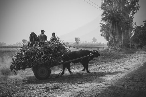 Free Cart Buffalo photo and picture